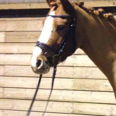 DSP HORSMARKS DIVA DUCHESS - SOLGT!