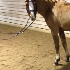 DSP HORSMARKS DIVA DUCHESS - SOLGT!