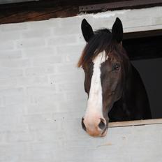 Hollandsk Varmblod Zearzar aka Sigge