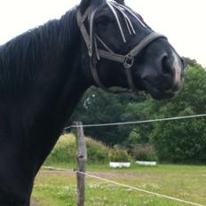 Oldenborg Cican
