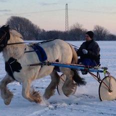 Irish Cob Beer's Paddy