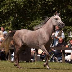 Arabisk fuldblod (OX) Faatinah El Karmdal