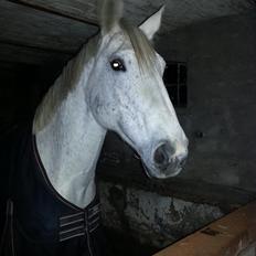 Anden særlig race Fleur