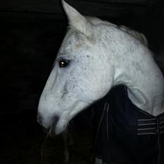 Anden særlig race Fleur