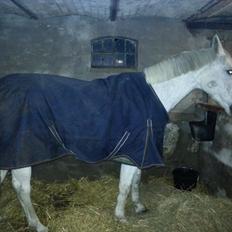 Anden særlig race Fleur