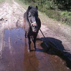 Anden særlig race Buster