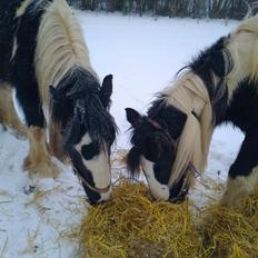 Irish Cob Plet (Hotspot)