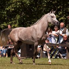 Arabisk fuldblod (OX) Faatinah El Karmdal