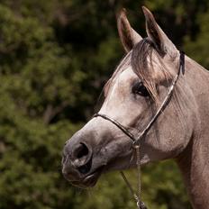 Arabisk fuldblod (OX) Faatinah El Karmdal