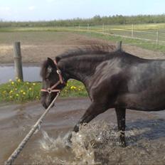 Pinto Dark Prinsess Andjelina