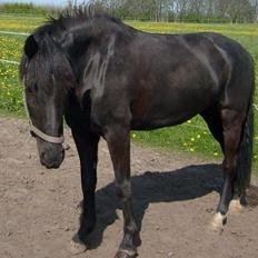 Pinto Dark Prinsess Andjelina