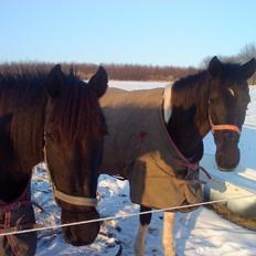 Pinto Dark Prinsess Andjelina