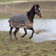 Dansk Varmblod Fly De La Vega | R.I.P. Baby :'(<3