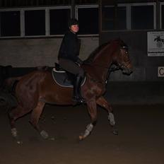 Dansk Varmblod Pittegårdens Cordoba