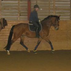 Hollandsk Varmblod Bantry Bay