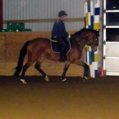 Hollandsk Varmblod Bantry Bay