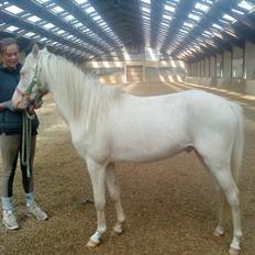 Welsh Pony (sec B) Aastrupgaards Aayan