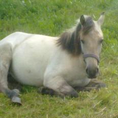 Anden særlig race Nasira Vanilla Alvilda