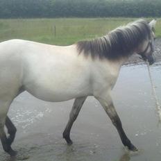 Anden særlig race Nasira Vanilla Alvilda