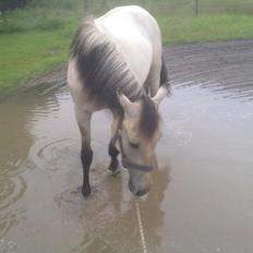 Anden særlig race Nasira Vanilla Alvilda