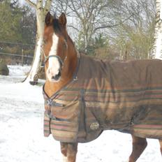 Hollandsk Sportspony Pablo