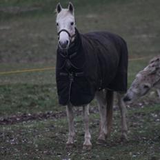 Anden særlig race Gadehøjs CariDée