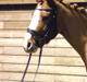 DSP HORSMARKS DIVA DUCHESS - SOLGT!