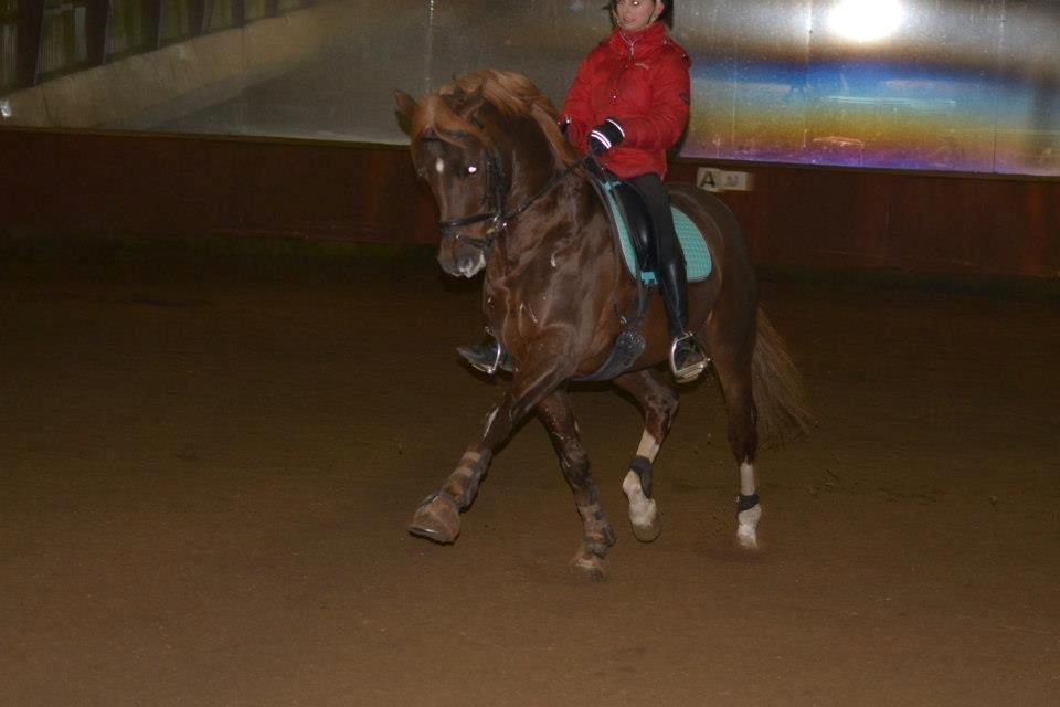 Tysk Sportspony Dancer 94 - 06.01.2013 <3 billede 16