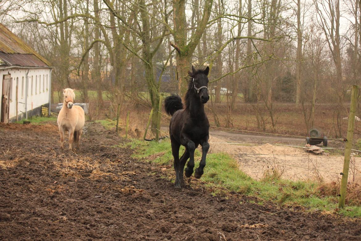 Frieser Myrrha van Høgstedgaard billede 2