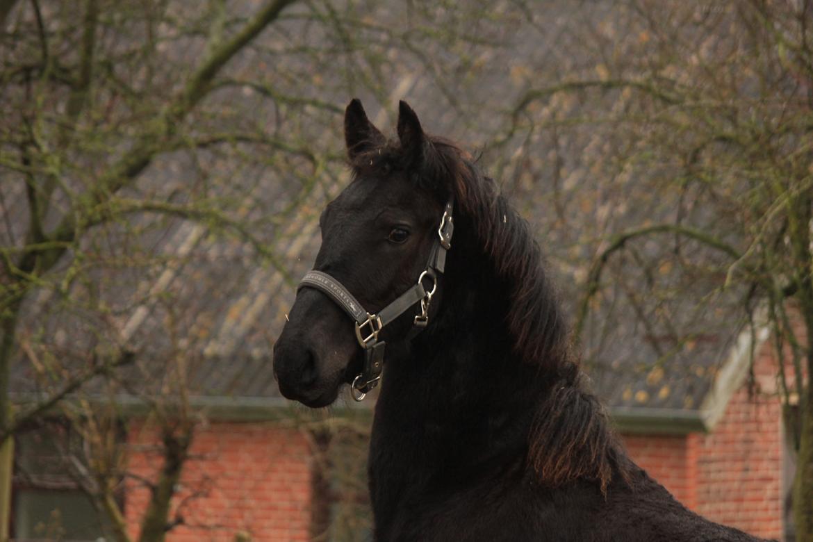 Frieser Myrrha van Høgstedgaard billede 3