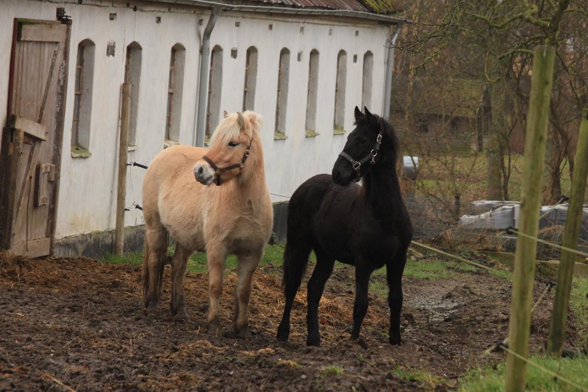 Frieser Myrrha van Høgstedgaard billede 4