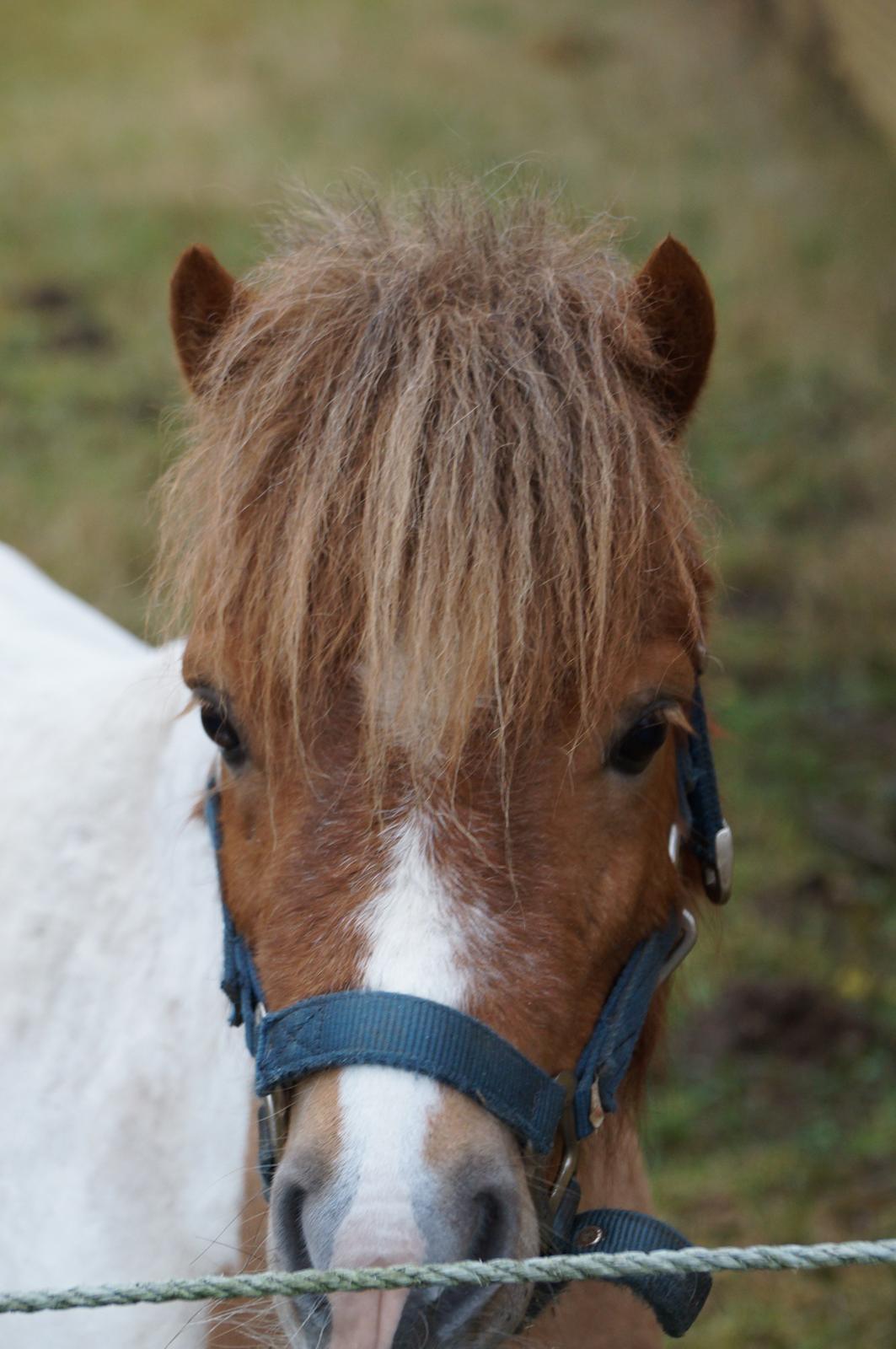 Shetlænder Finn Arthur Charlie billede 2