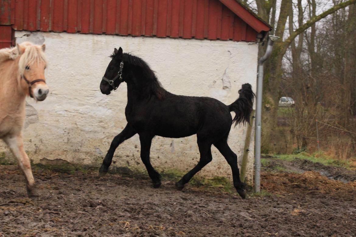 Frieser Myrrha van Høgstedgaard billede 5