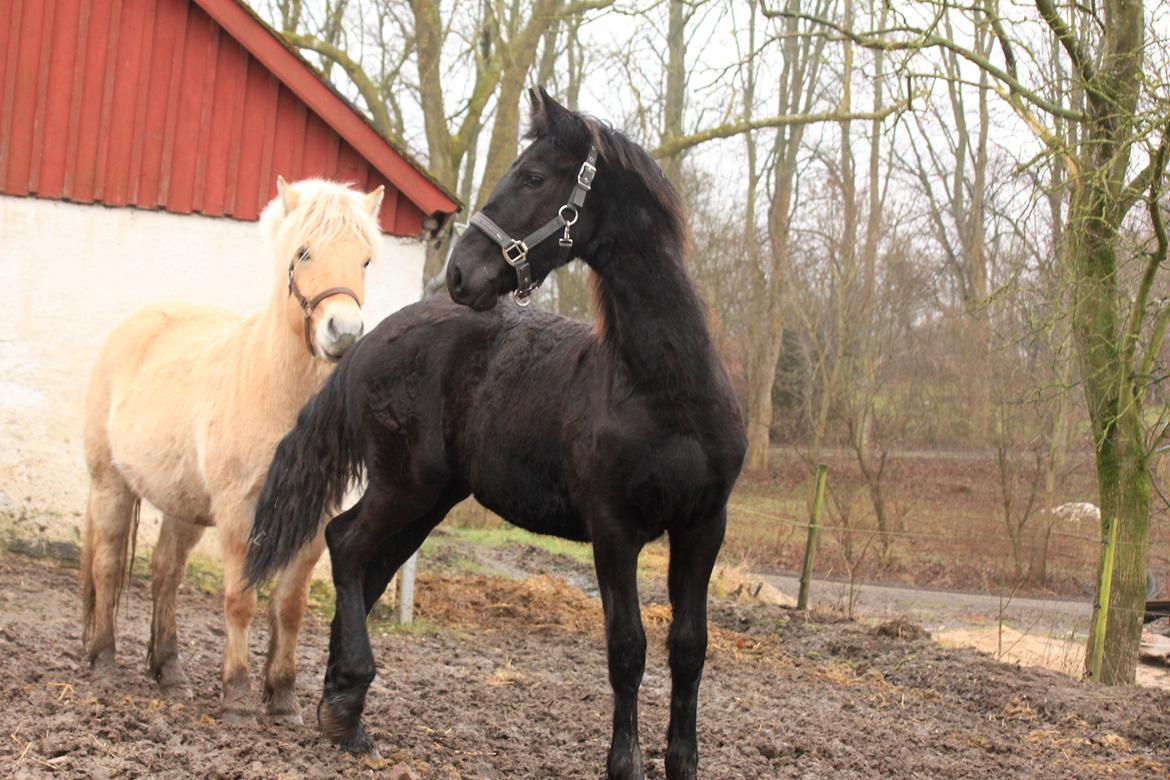 Frieser Myrrha van Høgstedgaard billede 6