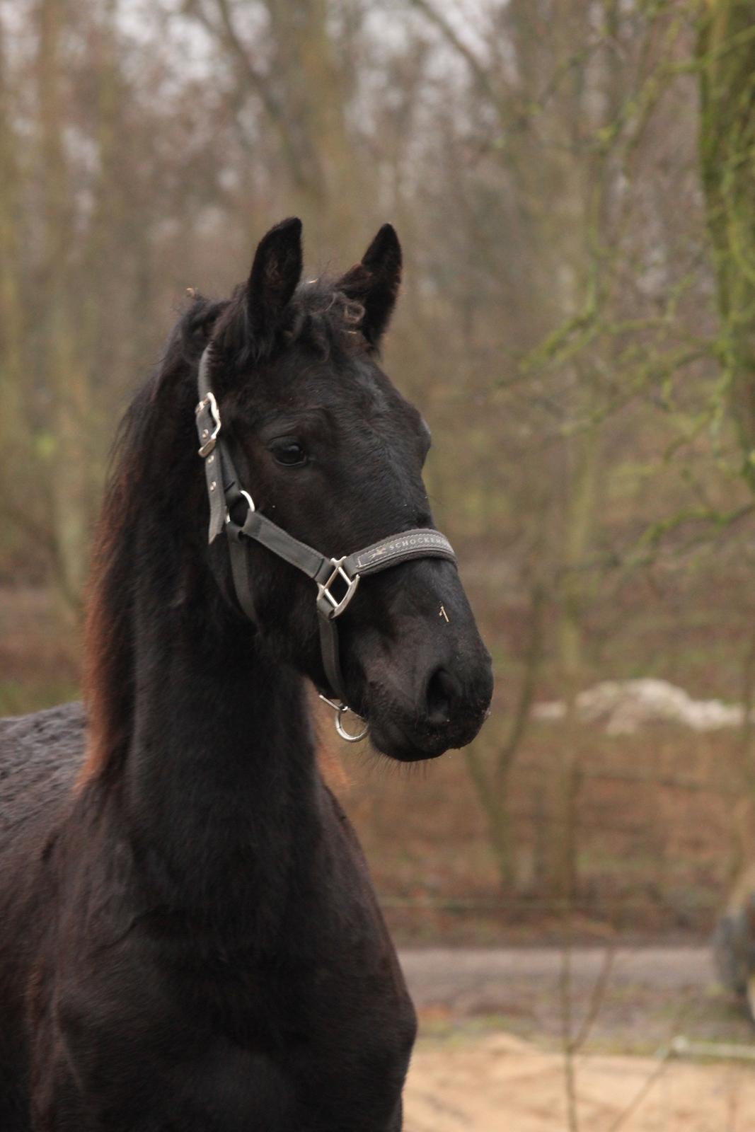 Frieser Myrrha van Høgstedgaard billede 7