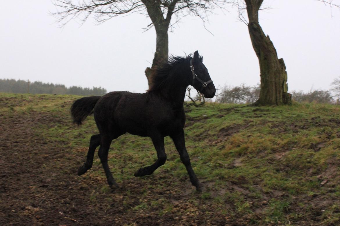 Frieser Myrrha van Høgstedgaard billede 8