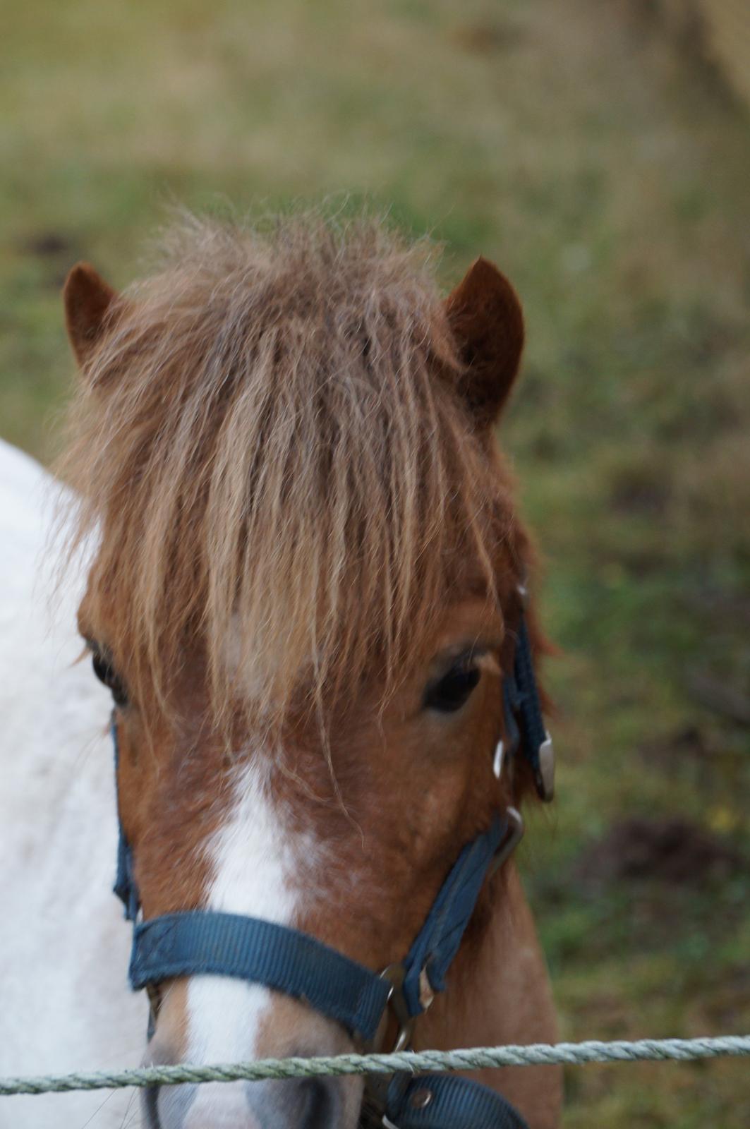 Shetlænder Finn Arthur Charlie billede 5