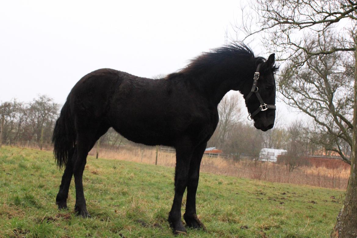 Frieser Myrrha van Høgstedgaard billede 9