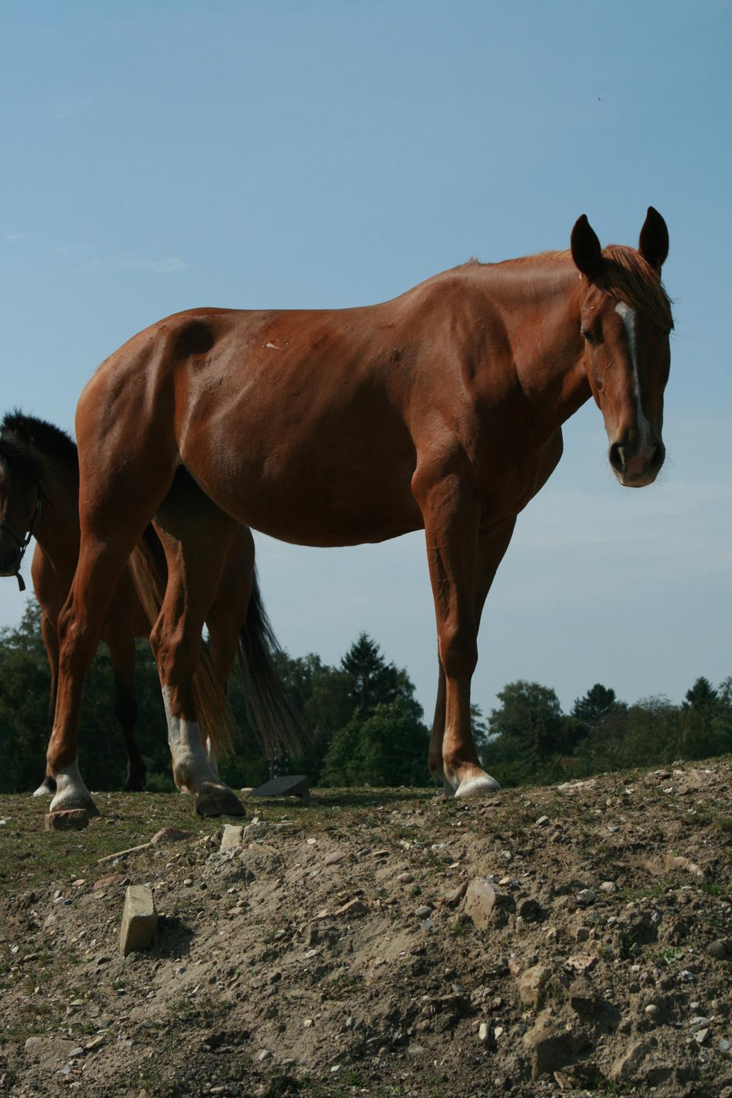 Frederiksborg Chica - GADETØSEN! <3 - Mit første møde med hende jeg nu kalder fedbær, Tynd og muskelfattig..!
Et billed jeg kigger på når jeg synes alt er sort, for det viser om noget hvor langt vi er kommet, og hvor meget hun har udviklet sig :') 
Man kan hvad man vil..!! billede 18