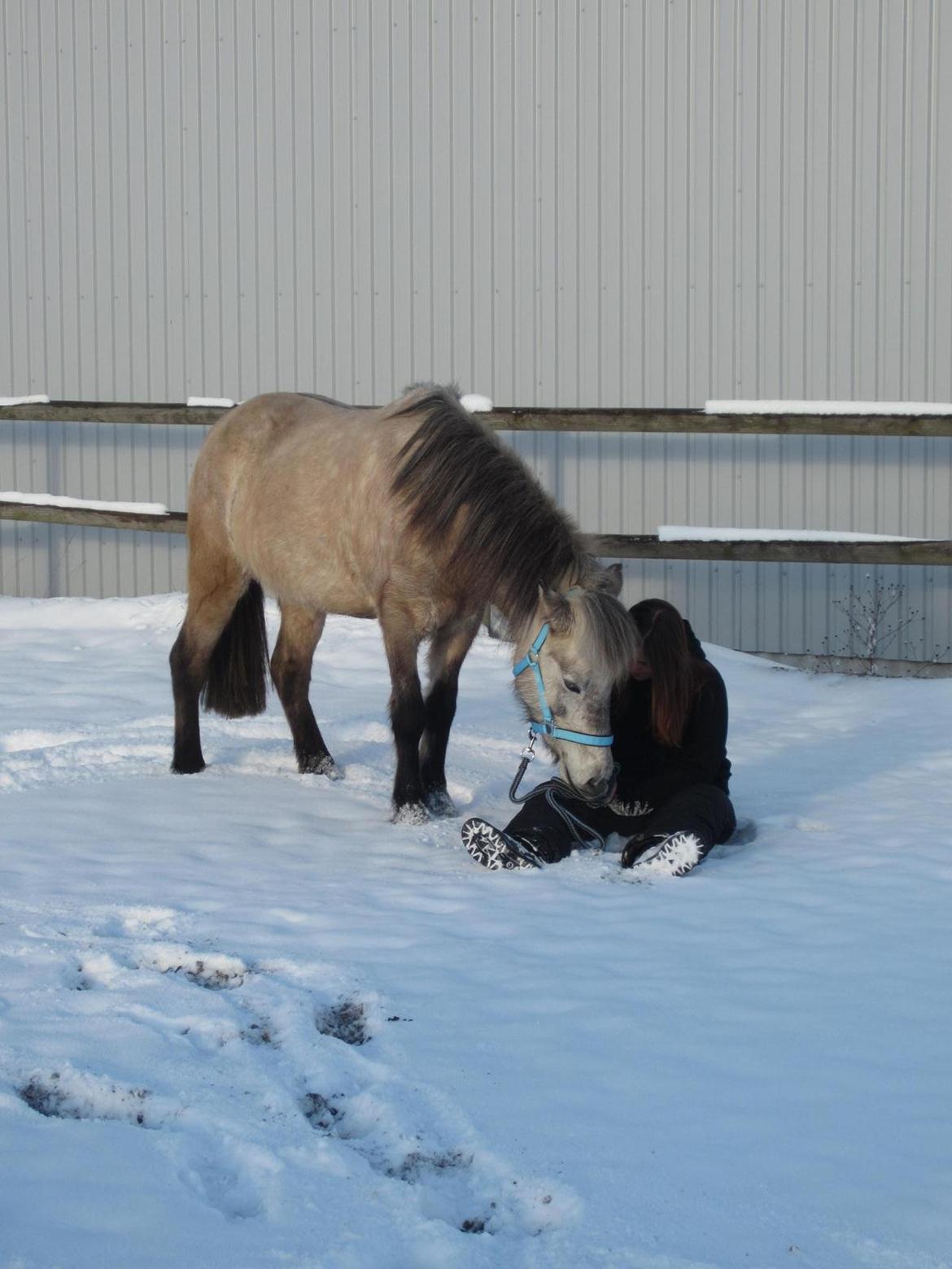 Islænder Disa fra Fruerlund - Friendship is a single soul, living in to bodies. <3
 vinter 2013Billede: Julie billede 31