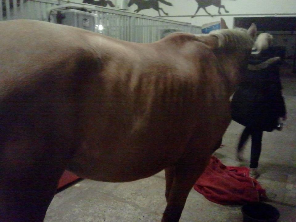 Palomino Kvistgaards Csillag - Sådan ser min elskede Csillag ud, efter at have stået på efterskolen i juleferien.. billede 19