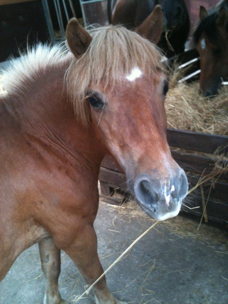 Shetlænder Lotta billede 1