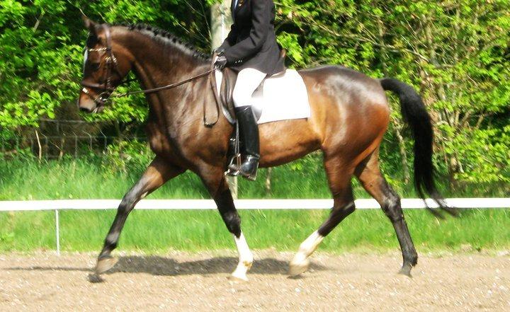 Holstener Lana billede 4