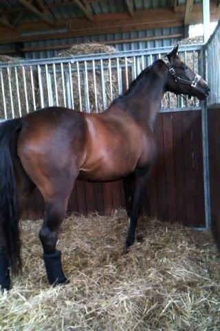 Holstener Lana billede 9