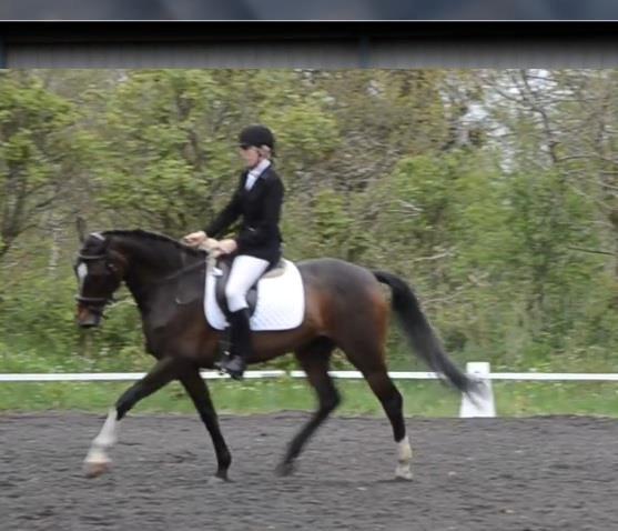 Holstener Lana billede 13