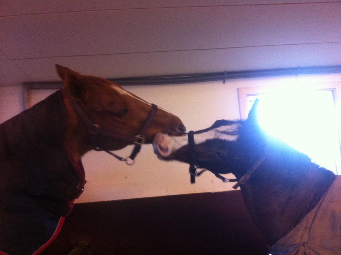 Anden særlig race Picasso [R.i.p] - Canton og Picasso faldt bare sammen fra første sekund! her første gang de ses,.. dagen inden vi tog afsted med Canton  billede 6