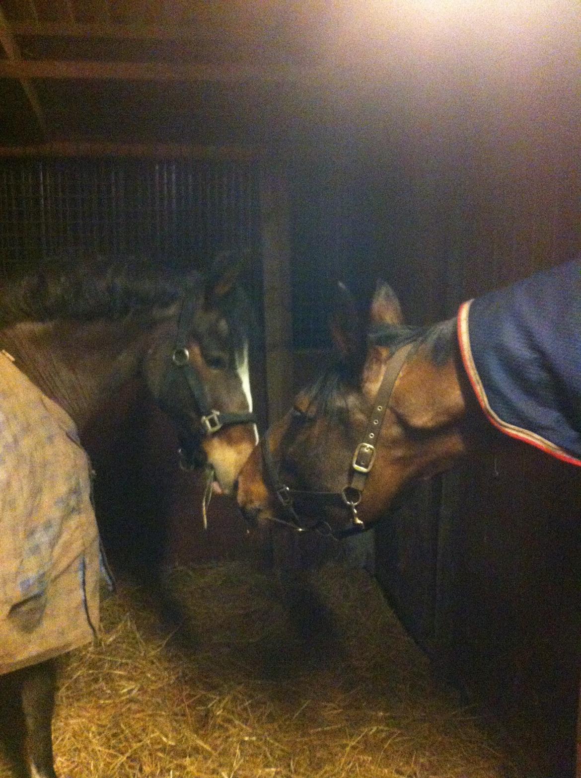 Anden særlig race Picasso [R.i.p] - Første gang han hilser på min DV'er Pinotage <3  billede 8