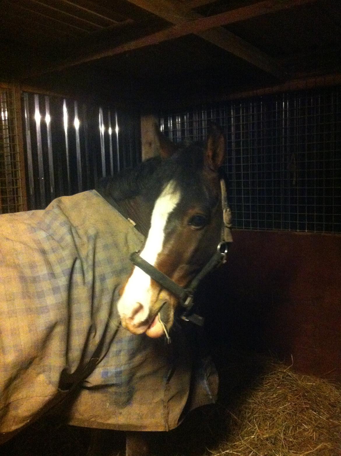 Anden særlig race Picasso [R.i.p] billede 9