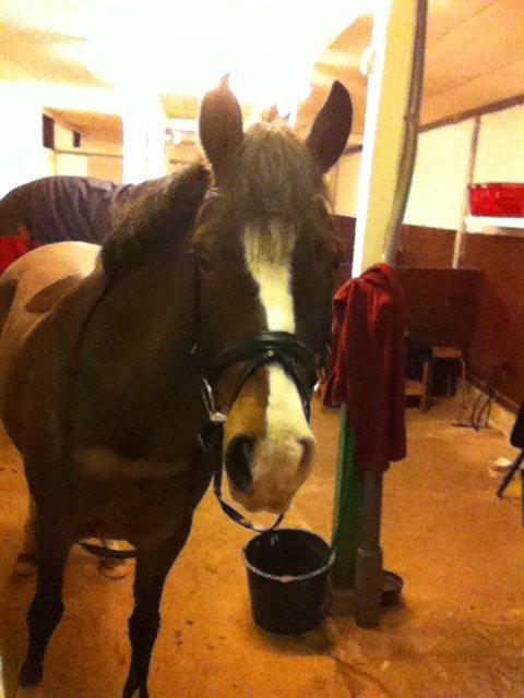 Anden særlig race Picasso [R.i.p] billede 11