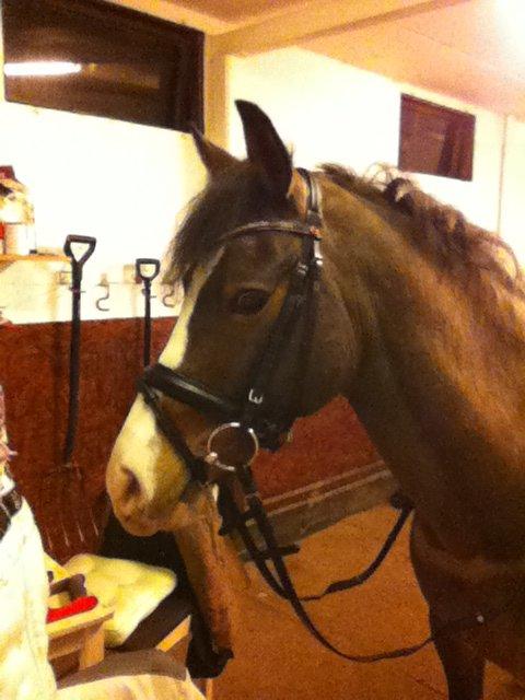 Anden særlig race Picasso [R.i.p] billede 12